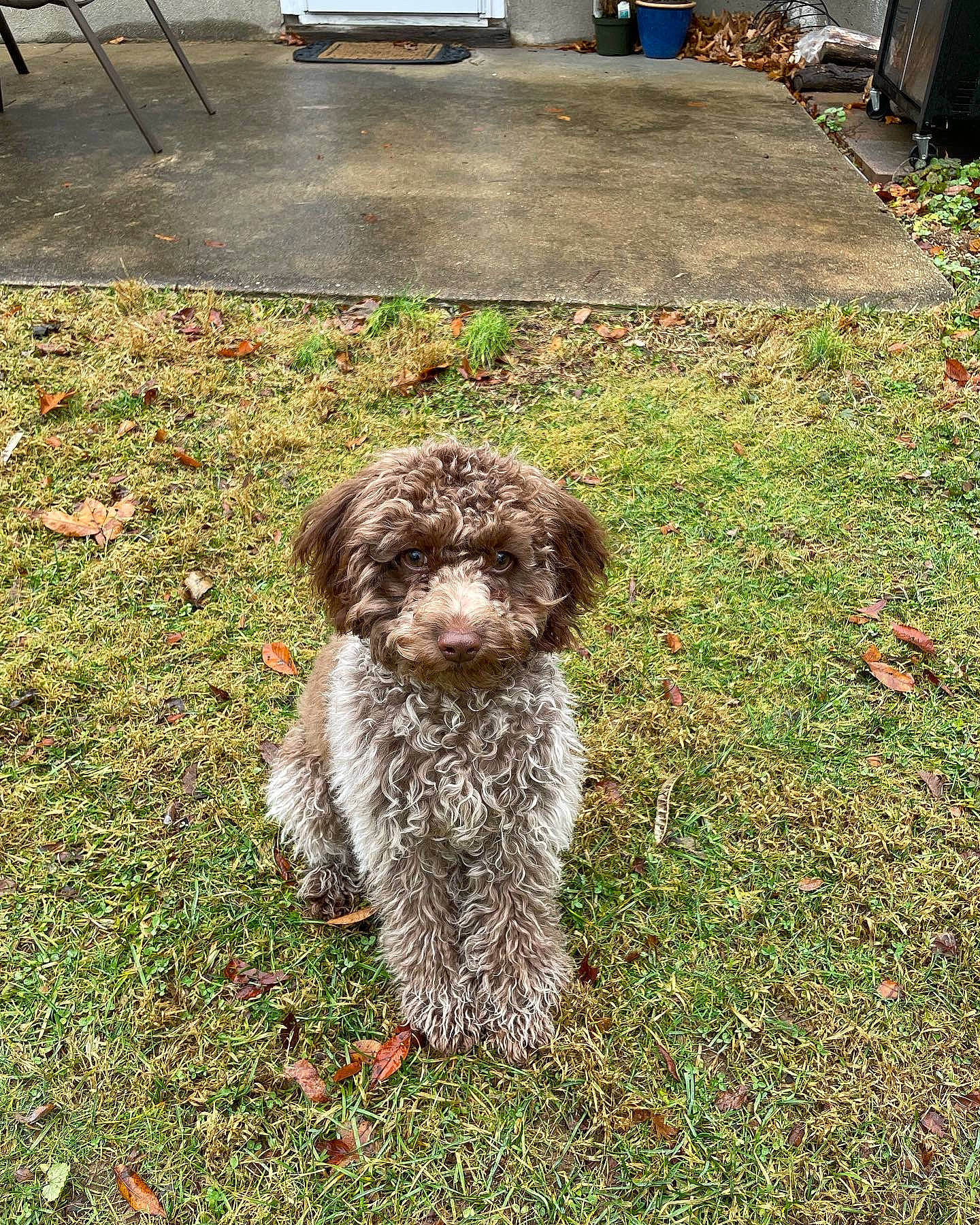 Zena joined the competition — help win amazing prizes! automotive_tire, canidae, carnivore, companion_dog, dog, dog_breed, fur, grass, groundcover, liver, poodle, small_terrier, snout, soil, spaniel, terrier, tire, toy_dog, water_dog, wheel