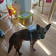 Squat a rejoint le concours — aidez-le/la à gagner de superbes lots ! black_dog_face, brown_dog, chair, children's_toy, curious, daylight, dog, ears, floor, harness, home, indoor, pet, shadow, small_dog, sunlight, table, tail, toy_shopping_cart, wooden_floor