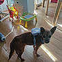 Squat a rejoint le concours — aidez-le/la à gagner de superbes lots ! black_dog_face, brown_dog, chair, children's_toy, curious, daylight, dog, ears, floor, harness, home, indoor, pet, shadow, small_dog, sunlight, table, tail, toy_shopping_cart, wooden_floor
