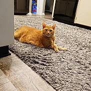 Mayhem joined the competition — help win amazing prizes! appliance, carpet, cat, curious, dishwasher, eyes, flooring, fur, home_interior, indoor, kitchen, lying_down, orange_cat, pet, portrait, refrigerator, relaxed, rug, tabby, whiskers