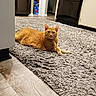 appliance, carpet, cat, curious, dishwasher, eyes, flooring, fur, home_interior, indoor, kitchen, lying_down, orange_cat, pet, portrait, refrigerator, relaxed, rug, tabby, whiskers