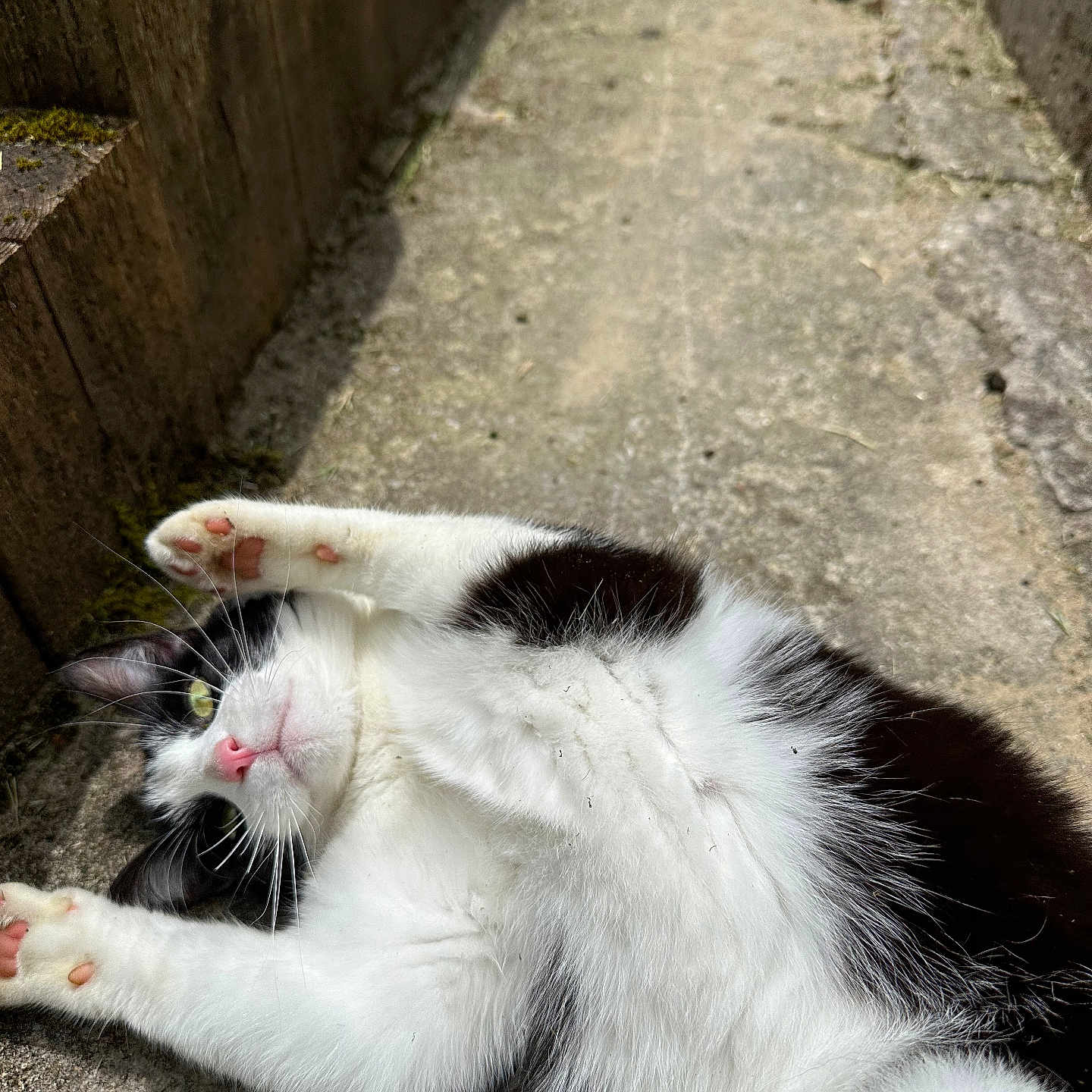Réglisse a rejoint le concours — aidez-le/la à gagner de superbes lots ! abyssinian, animal, architecture, brick, building, cat, city, flagstone, kitten, manx, path, pet, road, sidewalk, slate, soil, street, urban, walkway, wall