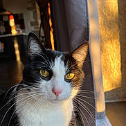 Réglisse participe au concours pour gagner de l'argent avec cette photo : abyssinian, angora, animal, blackcat, cat, curtain, hardwood, indoors, kitten, light, manx, pet, plywood, siamese, wood