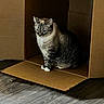 Darquan is registered to the contest to win money with this photo: cat, tabby, cardboard_box, indoor, pet, animal, floor, wooden_floor, feline, sitting, fur, whiskers, ears, quiet, contemplative, shadow, light, home, cozy, domestic