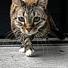 cat, tabby_cat, blue_eyes, whiskers, paw, white_paws, creeping, close_up, animal, pet, feline, fur, texture, outdoor, focused, predator, stalking, gray, black_background, ground