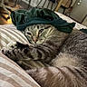 Darquan is registered to the contest to win money with this photo: cat, tabby, bed, striped, fur, paw, scrunchie, hat, indoor, furniture, relaxed, resting, closeup, cute, sleepy, home, cozy, animal, pet, striped_bedding
