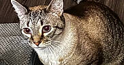 Darquan joined the competition — help win amazing prizes! cat, indoor, wooden_floor, curious, pet, domestic_animal, feline, fur, whiskers, ears, tail, four_legs, looking_up, carpet, furniture, home, animal, mammal, striped, tabby