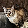 cat, indoor, wooden_floor, curious, pet, domestic_animal, feline, fur, whiskers, ears, tail, four_legs, looking_up, carpet, furniture, home, animal, mammal, striped, tabby