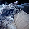 cat, tabby, sleeping, paw, fur, pet, animal, cozy, resting, indoor, cute, whiskers, striped, relaxed, mammal, soft, closeup, feline, home, comfort