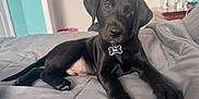 Rip joined the competition — help win amazing prizes! animal, bed, bedroom, black_dog, canine, collar, comfort, cute, dog, domestic_animal, fur, indoor, looking_at_camera, lying_down, paw, pet, puppy, resting, soft, young_dog
