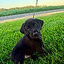 puppy, dog, black_dog, grass, outdoor, nature, leash, cute, animal, pet, field, summer, greenery, young_dog, canine, sitting, adorable, daylight, landscape, eyes