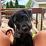 animal, black_dog, closeup, collar, companion, curious, cute, daylight, dog, furniture, greenery, human, legs, outdoor, pet, porch, puppy, relaxing, sitting, young_dog