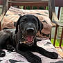 animal, black_dog, canine, chair, close_up, collar, cushion, deck, dog, fur, happy, nature, outdoor, paw, pet, puppy, resting, smiling, sunlight, tongue_out