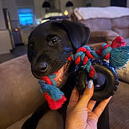 Rip joined the competition — help win amazing prizes! puppy, dog, black_dog, toy, rope_toy, hand, tattoo, butterfly_tattoo, living_room, couch, indoor, pet, playful, bite, close_up, fur, animal, cute, domestic_animal, person_hand