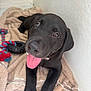 Rip joined the competition — help win amazing prizes! puppy, black_dog, tongue_out, towel, toy, rope_toy, pet, indoor, cute, playful, animal, young_dog, looking_up, floor, resting, close_up, fur, paw, collar, happy