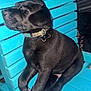 Rip joined the competition — help win amazing prizes! puppy, dog, black_dog, sleeping, chair, blue_chair, pet, collar, cute, animal, domestic_animal, fur, young_dog, indoors, resting, relaxation, closeup, nostalgic, quiet, peaceful