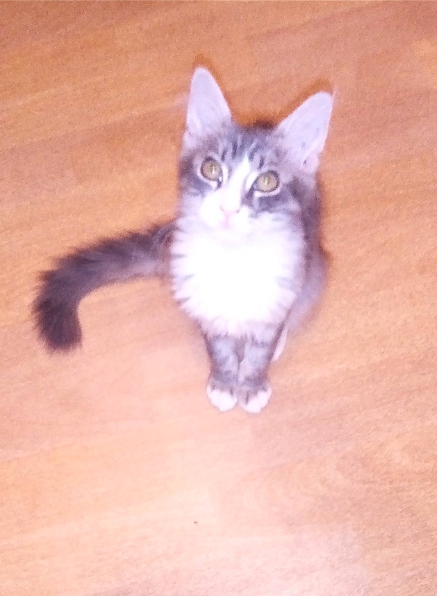 Grison participe au concours pour gagner de l'argent avec cette photo : carnivore, cat, claw, comfort, domestic_short_haired_cat, felidae, floor, flooring, foot, fur, hardwood, laminate_flooring, paw, small_to_medium_sized_cats, snout, tail, varnish, whiskers, wood, wood_flooring