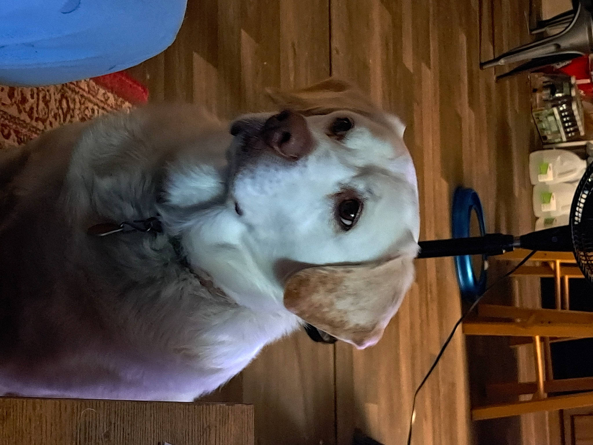 Roscoe