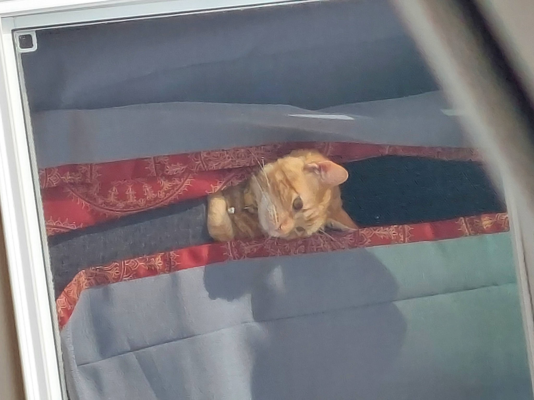 Peanut