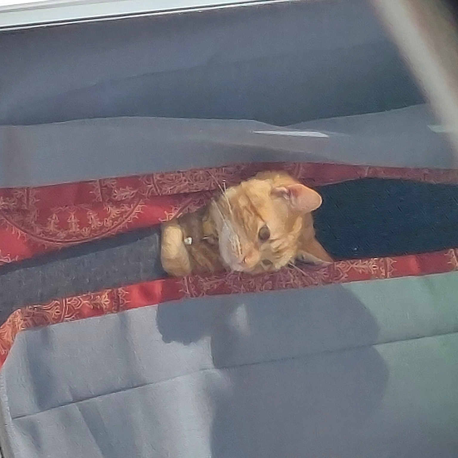 Peanut