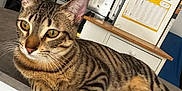 Vega a rejoint le concours — aidez-le/la à gagner de superbes lots ! animal, calendar, cat, countertop, domestic, ears, eyes, feline, floor, furniture, home, indoor, kitchen, magnet, pet, refrigerator, relaxed, tabby, table, whiskers