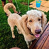 Teddy is registered to the contest to win money with this photo: animal, bucket, canine, curly_hair, dog, footwear, garden, grass, happy, leash, nature, outdoor, person, pet, playful, smiling, summer, tongue_out, watering_can, wooden_table