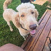 Teddy joined the competition — help win amazing prizes! black_collar, blue_shirt, canine, closeup, curly_fur, daylight, dog, friendly, grass, hand, happy, outdoor, person, pet, playful, smiling, summer, tail, tongue_out, wooden_deck
