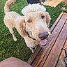 black_collar, blue_shirt, canine, closeup, curly_fur, daylight, dog, friendly, grass, hand, happy, outdoor, person, pet, playful, smiling, summer, tail, tongue_out, wooden_deck