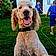Teddy