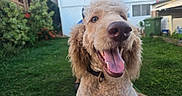 Teddy is registered to the contest to win money with this photo: animal, canine, close_up, collar, curly_hair, dog, domestic_animal, friendly, grass, greenery, happy, house, nature, outdoor, pet, playful, smiling, sunlight, tongue_out, yard