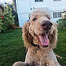animal, canine, close_up, collar, curly_hair, dog, domestic_animal, friendly, grass, greenery, happy, house, nature, outdoor, pet, playful, smiling, sunlight, tongue_out, yard