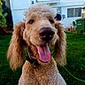 Teddy joined the competition — help win amazing prizes! animal, canine, close_up, collar, companion, curly_fur, dog, domestic_animal, grass, greenery, happy, mammal, outdoor, pet, playful, poodle, portrait, sunlight, tongue_out, yard