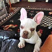 Cloud joined the competition — help win amazing prizes! french_bulldog, puppy, dog, white_dog, pet, indoor, carpet, rooster_pattern, quilted_blanket, ears, curious, animal, cute, small_dog, floor, table, home_interior, living_room, paw, looking_up