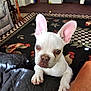 french_bulldog, puppy, dog, white_dog, pet, indoor, carpet, rooster_pattern, quilted_blanket, ears, curious, animal, cute, small_dog, floor, table, home_interior, living_room, paw, looking_up