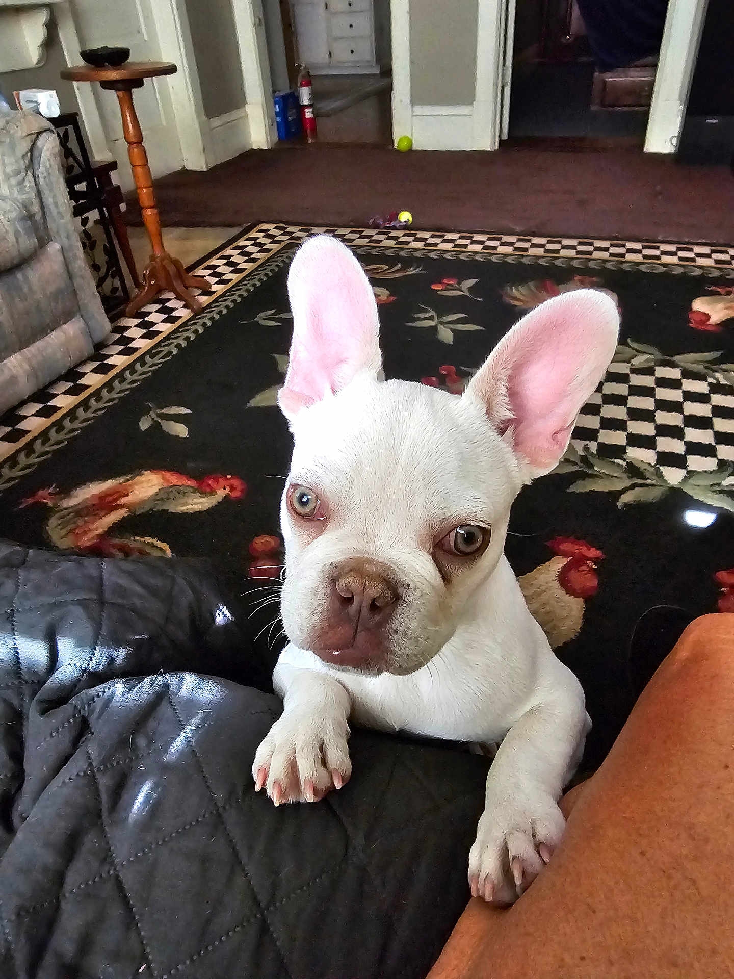 Cloud joined the competition — help win amazing prizes! french_bulldog, puppy, dog, white_dog, pet, indoor, carpet, rooster_pattern, quilted_blanket, ears, curious, animal, cute, small_dog, floor, table, home_interior, living_room, paw, looking_up