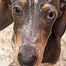 puppy, dog, dachshund, close_up, heterochromia, blue_eye, brown_eye, cute, pet, animal, snout, whiskers, ears, fur, portrait, young_dog, outdoor, curious, looking, text_overlay