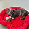 Blue a rejoint le concours — aidez-le/la à gagner de superbes lots ! dog, puppy, pet_bed, red, indoor, floor, crumpled_paper, canine, resting, curious, small_dog, looking_up, ears, four_legs, home, domestic_animal, animal, cute, companion, relaxed