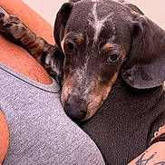 Blue a rejoint le concours — aidez-le/la à gagner de superbes lots ! puppy, dog, close_up, snuggling, person, gray_tank_top, tattoo, arm, fur, pet, companion, cute, affection, bond, indoor, portrait, love, animal, young_dog, cuddle