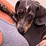 puppy, dog, close_up, snuggling, person, gray_tank_top, tattoo, arm, fur, pet, companion, cute, affection, bond, indoor, portrait, love, animal, young_dog, cuddle