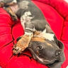 Blue a rejoint le concours — aidez-le/la à gagner de superbes lots ! dog, puppy, bed, red, paw, cute, pet, resting, cozy, fur, sleepy, indoors, animal, canine, relaxed, comfort, closeup, playful, napping, adorable