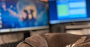 Blue a rejoint le concours — aidez-le/la à gagner de superbes lots ! dog, dachshund, sleeping, pet, indoor, desk, computer, monitor, technology, animal, resting, closeup, brown, black, cute, office, workstation, cozy, calm, nap