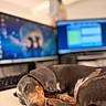 dog, dachshund, sleeping, pet, indoor, desk, computer, monitor, technology, animal, resting, closeup, brown, black, cute, office, workstation, cozy, calm, nap