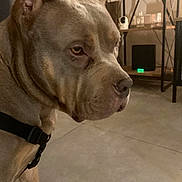 Sirine a rejoint le concours — aidez-le/la à gagner de superbes lots ! animal, background, brown_fur, canine, close_up, dog, domestic, ears, floor, harness, household_items, indoor, paw, pet, room, serious_expression, shelf, side_profile, sitting, tile_floor