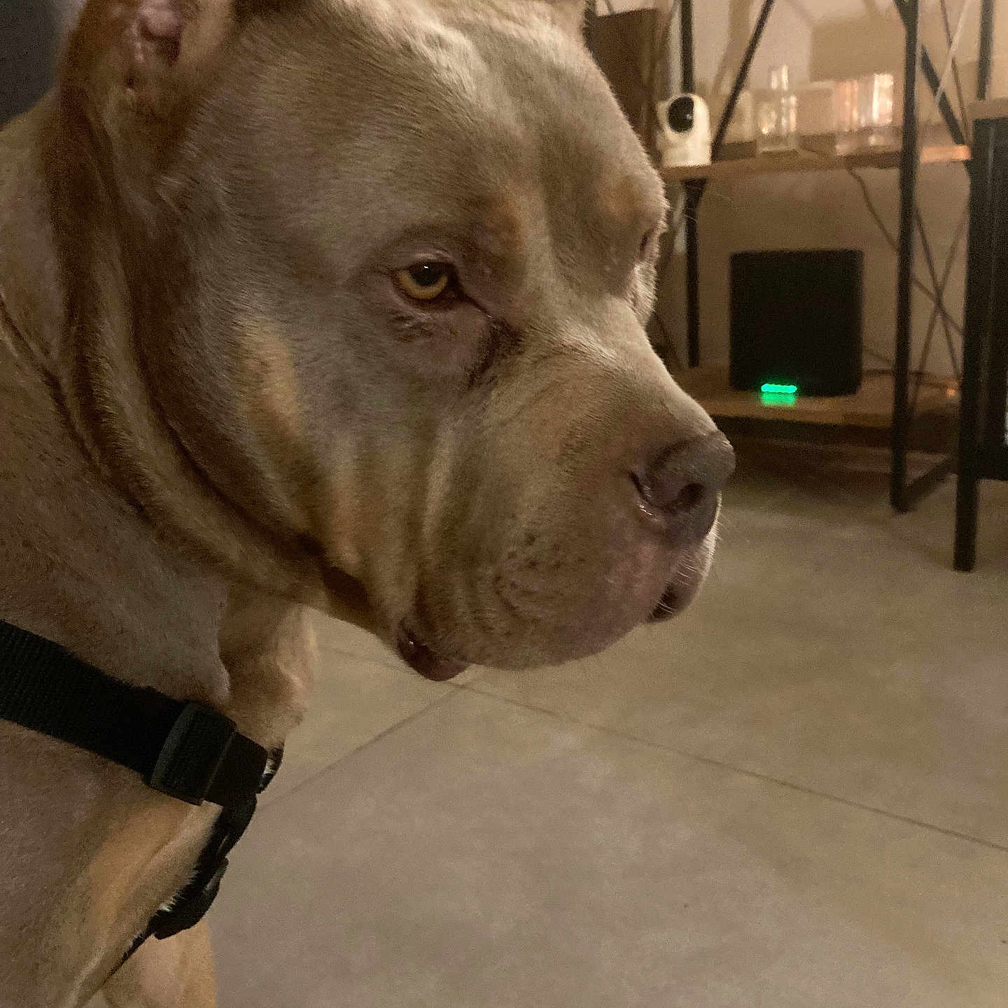 Sirine a rejoint le concours — aidez-le/la à gagner de superbes lots ! animal, background, brown_fur, canine, close_up, dog, domestic, ears, floor, harness, household_items, indoor, paw, pet, room, serious_expression, shelf, side_profile, sitting, tile_floor