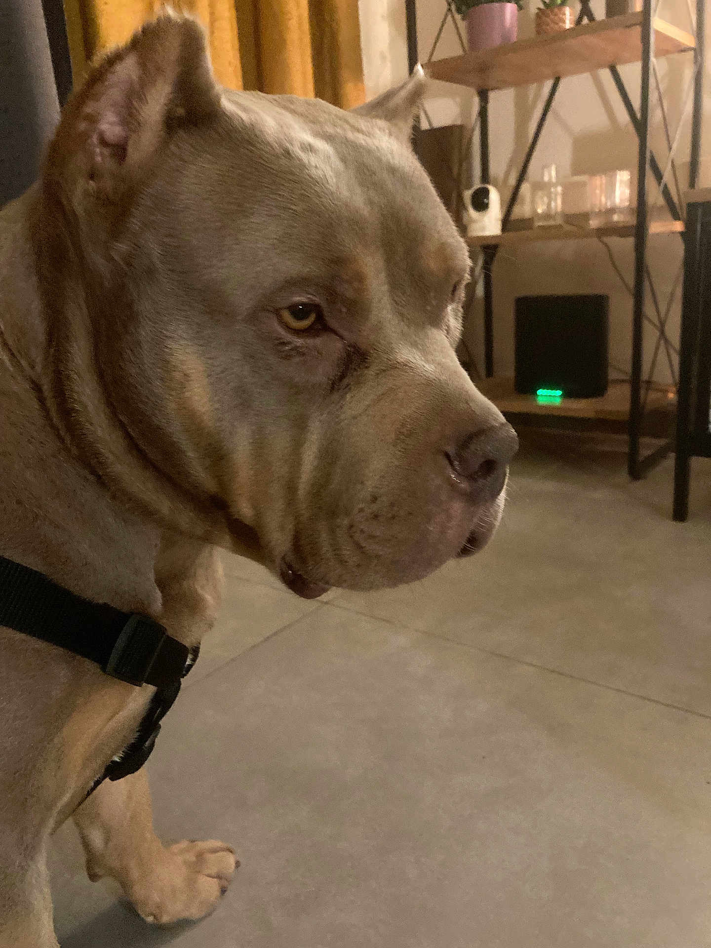 Sirine a rejoint le concours — aidez-le/la à gagner de superbes lots ! animal, background, brown_fur, canine, close_up, dog, domestic, ears, floor, harness, household_items, indoor, paw, pet, room, serious_expression, shelf, side_profile, sitting, tile_floor