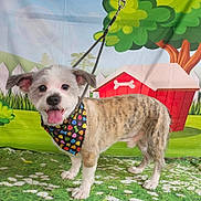 Milo is registered to the contest to win money with this photo: animal, bandana, cartoon_background, colorful, cute, dog, doghouse, ears_up, flowers, grass, happy, indoor, leash, pet, playful, portrait, smiling, standing, tongue_out, tree