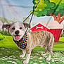 animal, bandana, cartoon_background, colorful, cute, dog, doghouse, ears_up, flowers, grass, happy, indoor, leash, pet, playful, portrait, smiling, standing, tongue_out, tree