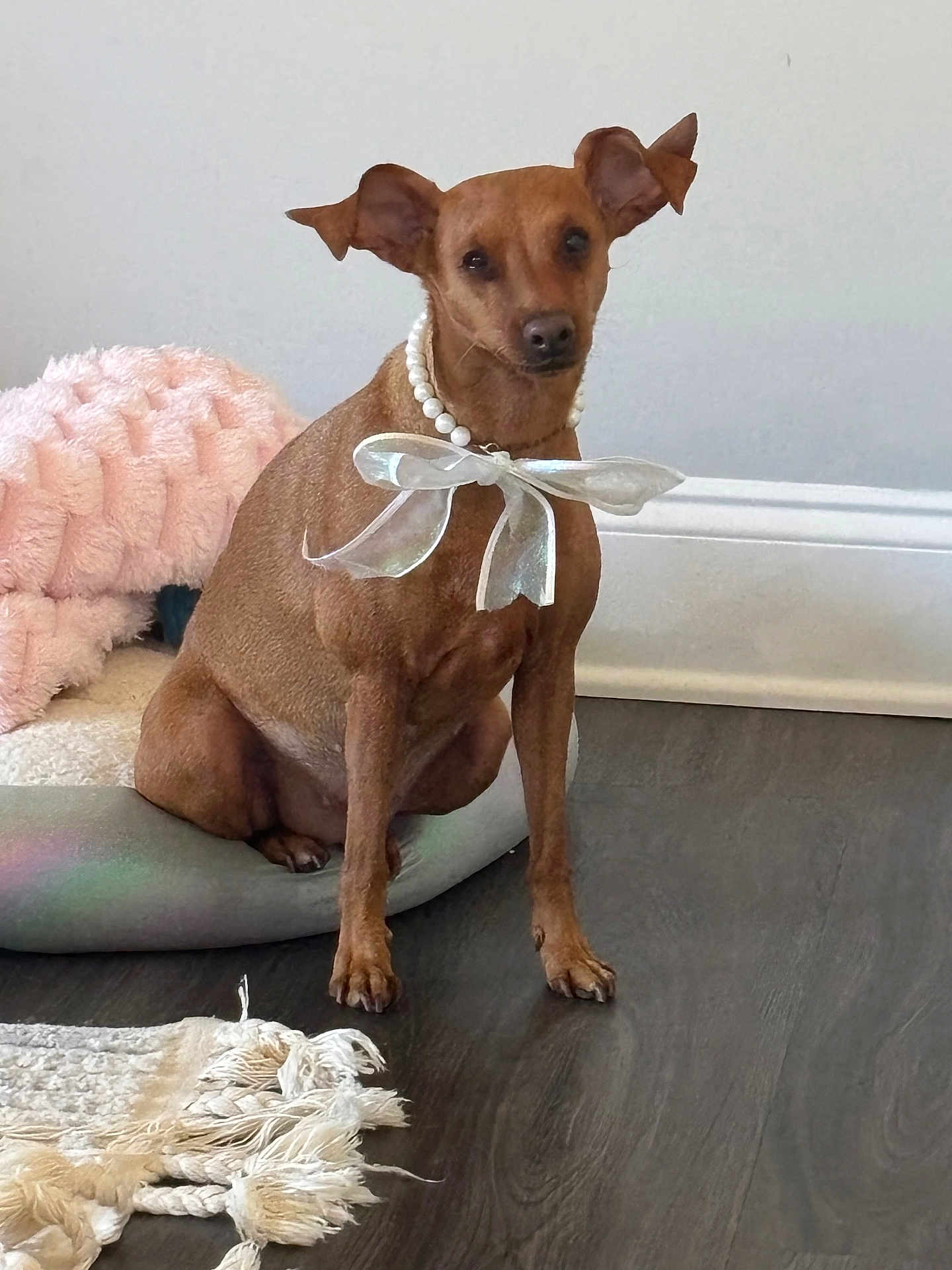 Bambi Brown joined the competition — help win amazing prizes! dog, small_dog, brown_dog, pearl_necklace, sheer_bow, pet_bed, blanket, rug, hardwood_floor, white_wall, indoor, portrait, pet_accessory, large_ears, paws, sitting, looking_at_camera, closeup, domestic, cute