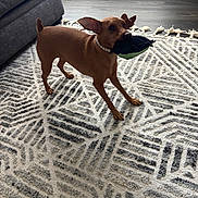 Bambi Brown is registered to the contest to win money with this photo: dog, pet, brown_dog, pearl_collar, toy_in_mouth, plush_toy, patterned_rug, living_room, sofa, hardwood_floor, indoor, standing, alert, ears_up, playful, portrait, home, carpet, small_dog, cheeky