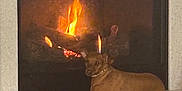 Bambi Brown is registered to the contest to win money with this photo: dog, pet, fireplace, fire, hearth, indoors, marble, cozy, relaxing, brown_dog, canine, reflection, home, living_room, flame, loafing, collar, portrait, night, warmth